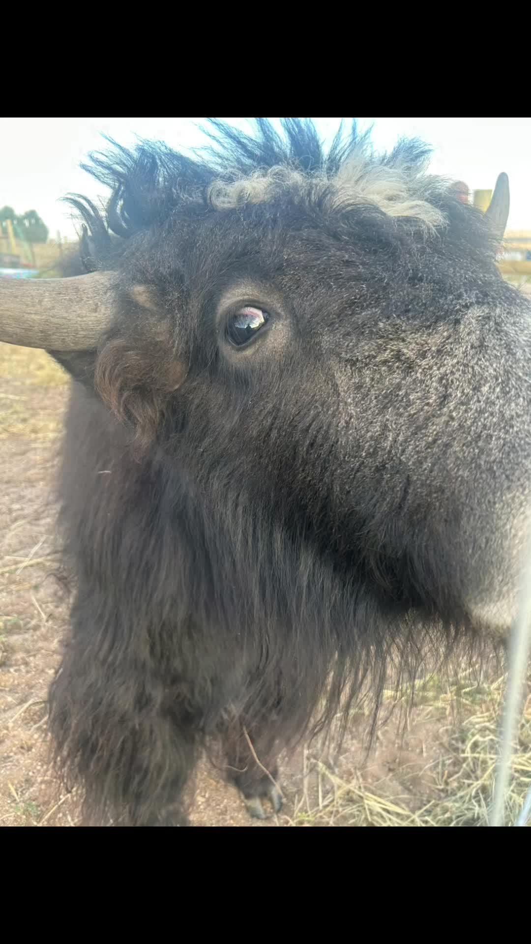 @Yakety Yak Ranch