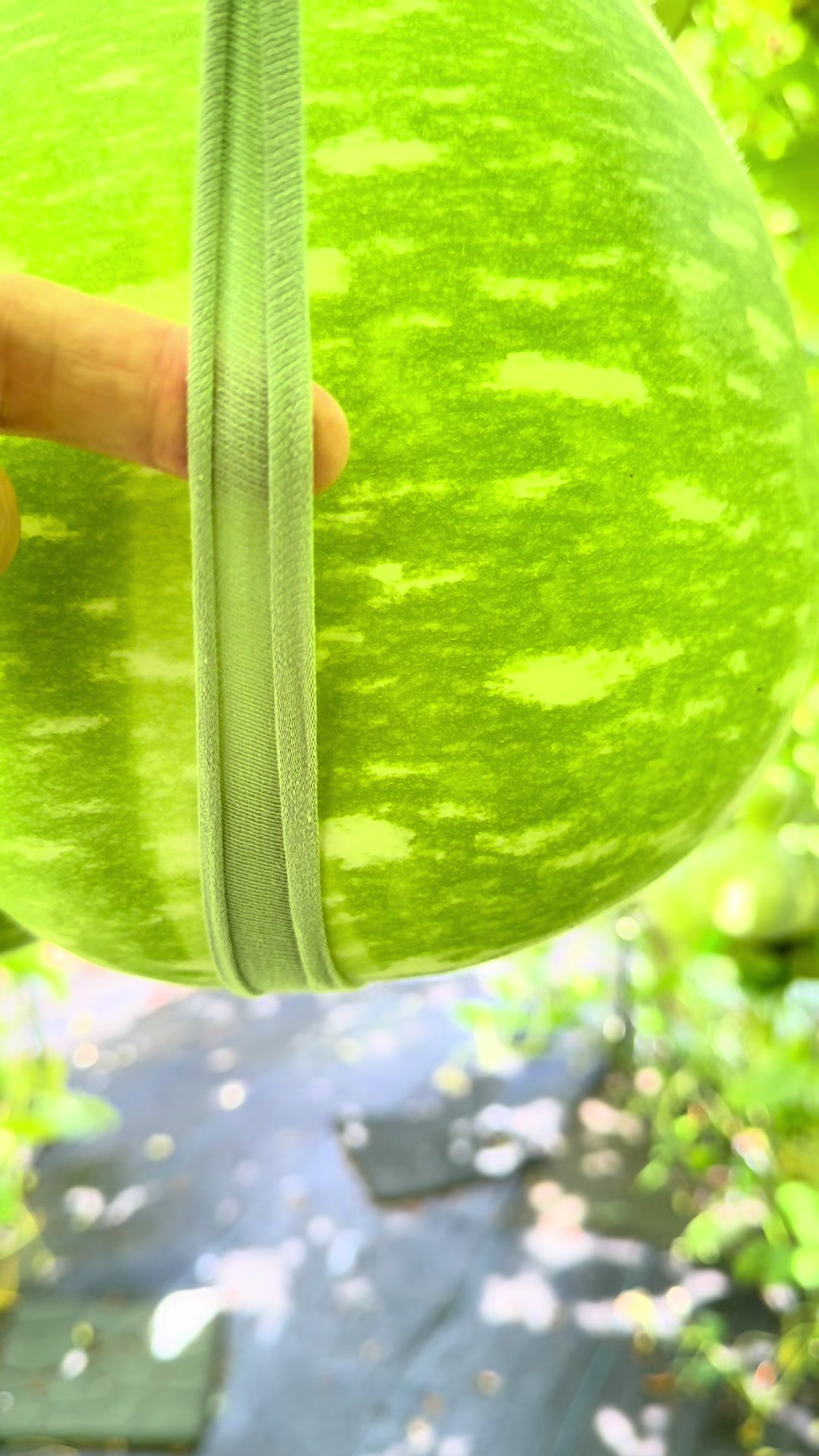 @Gourdfarmer