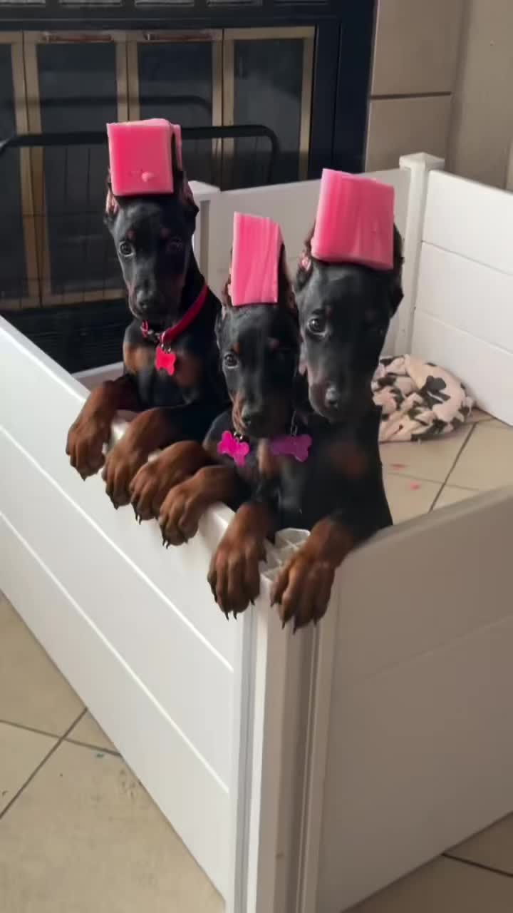 @Blakbone Mastiff Kennel