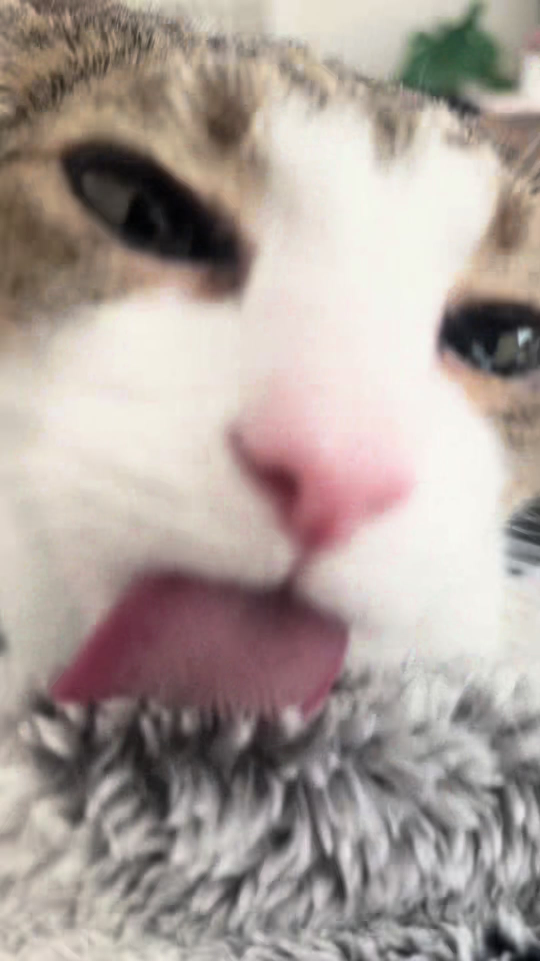 @femcelfarts