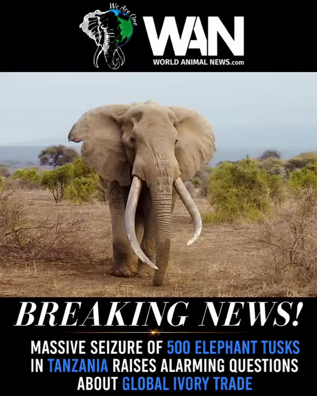 @WAN🐘