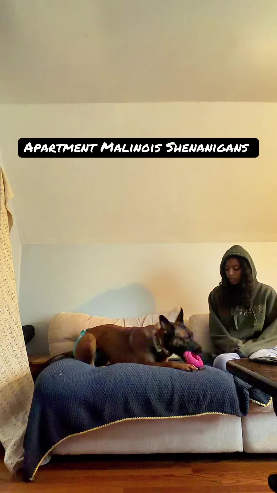 @dogstrainjen