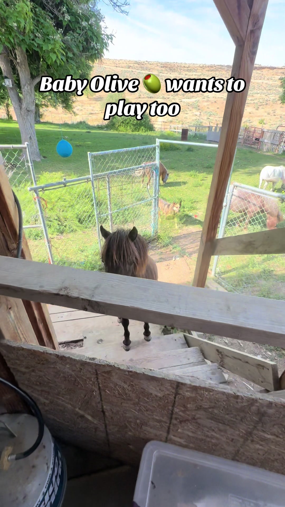 @Hot Sauce the Mini horse 🐎