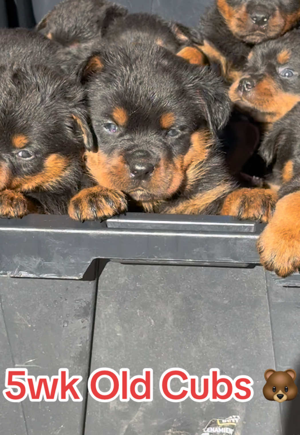 @King Rottweilers Kennel