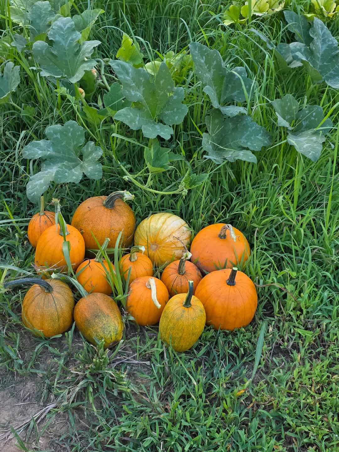 @JMFARMS123