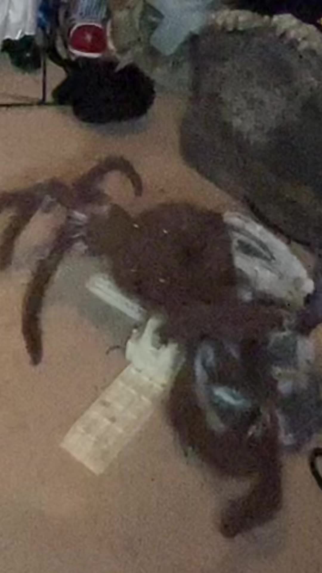 @Spooky Guy444