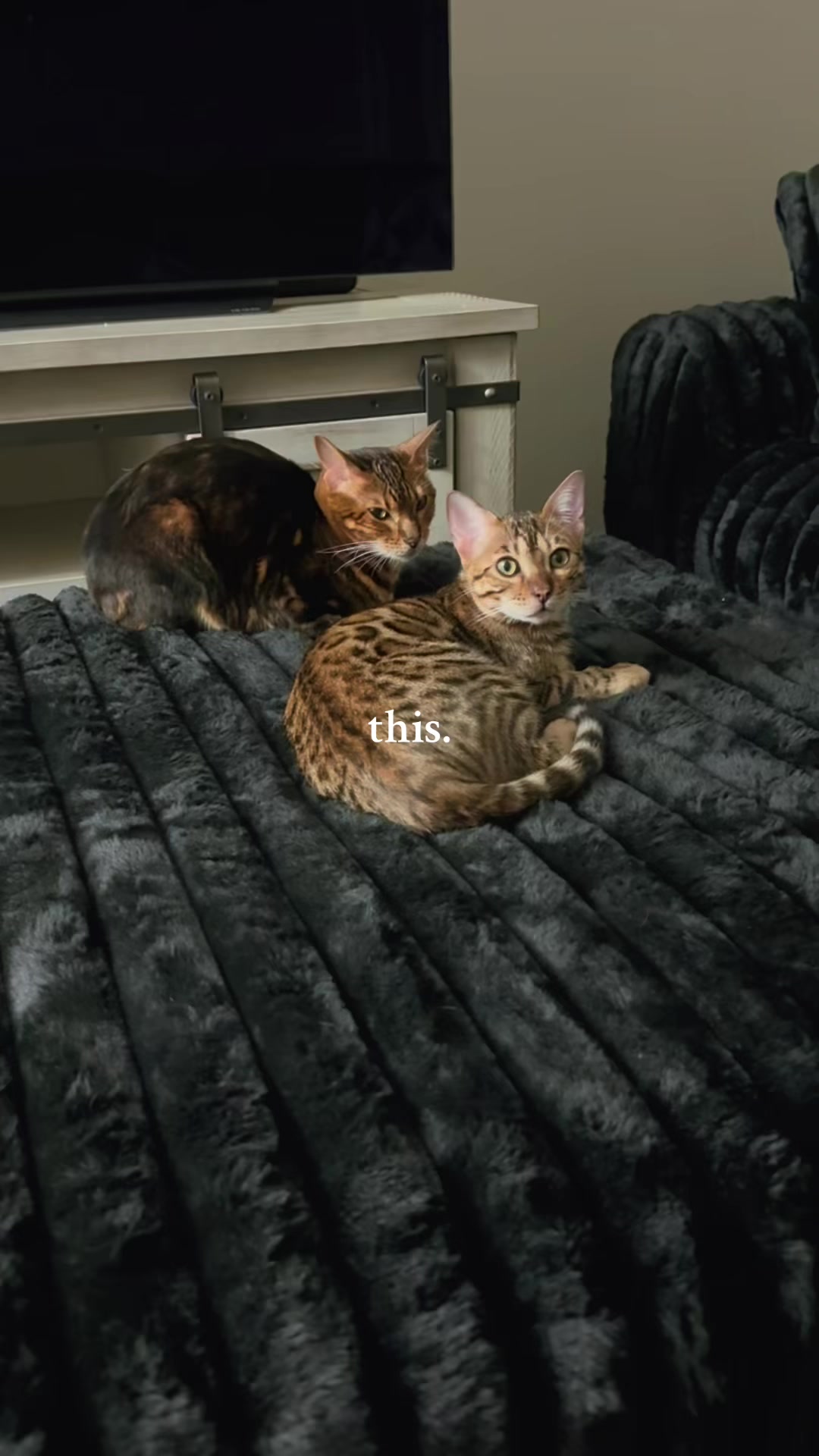 @Bastet Ubasti