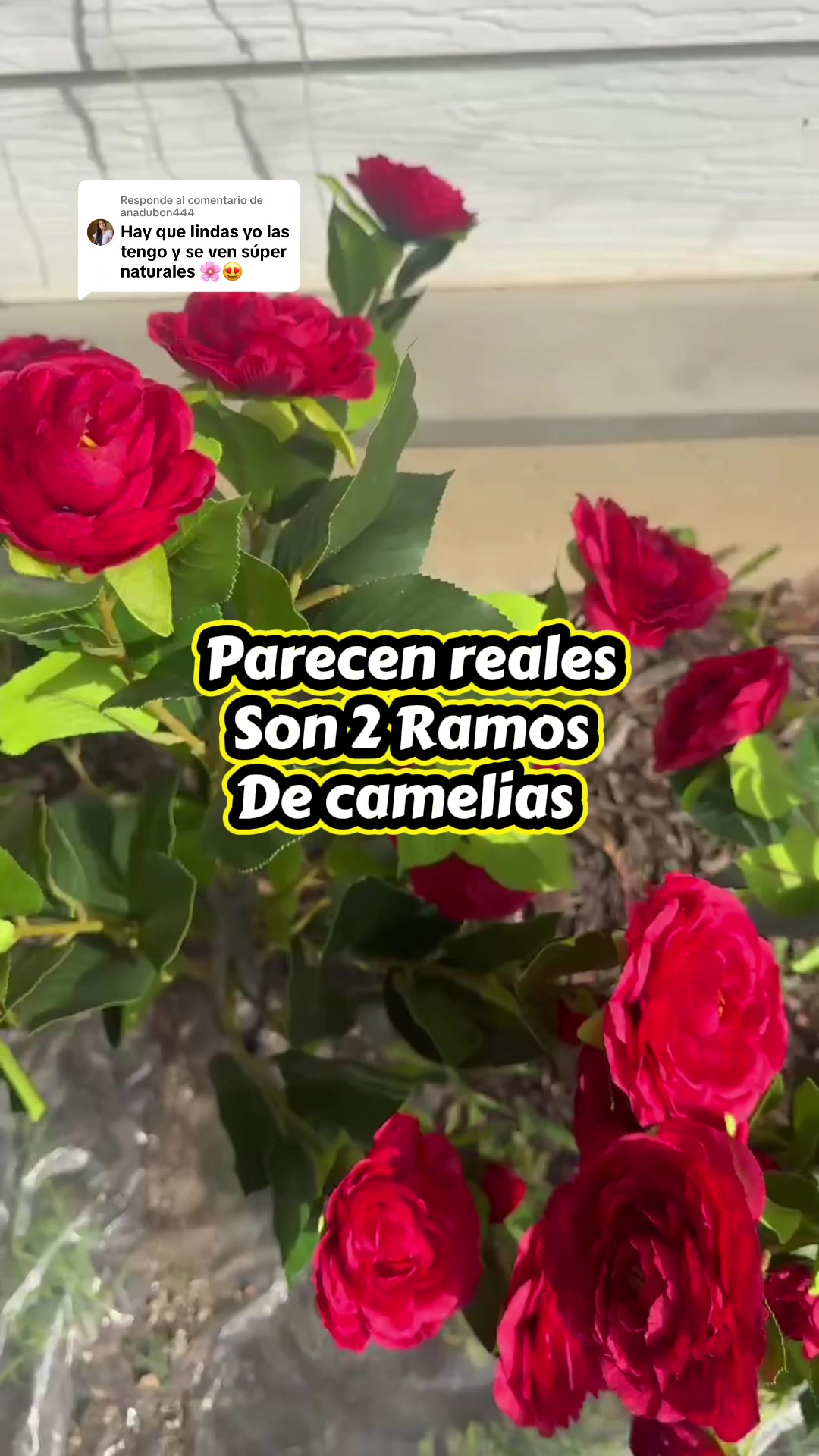 @fransisca
