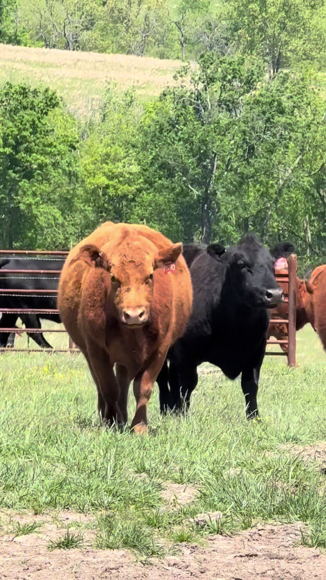 @Massey Land & Cattle