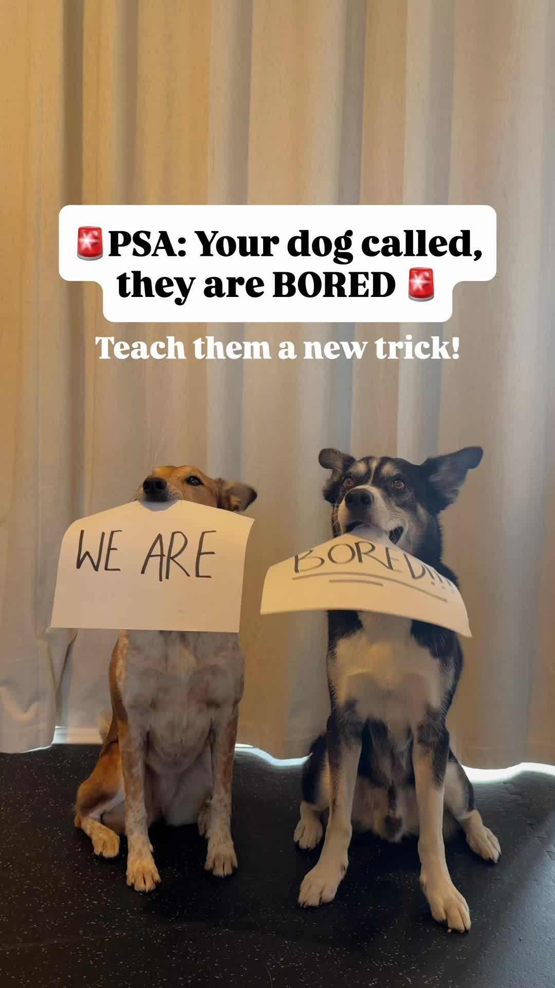 @Marissa | Canine Fitness