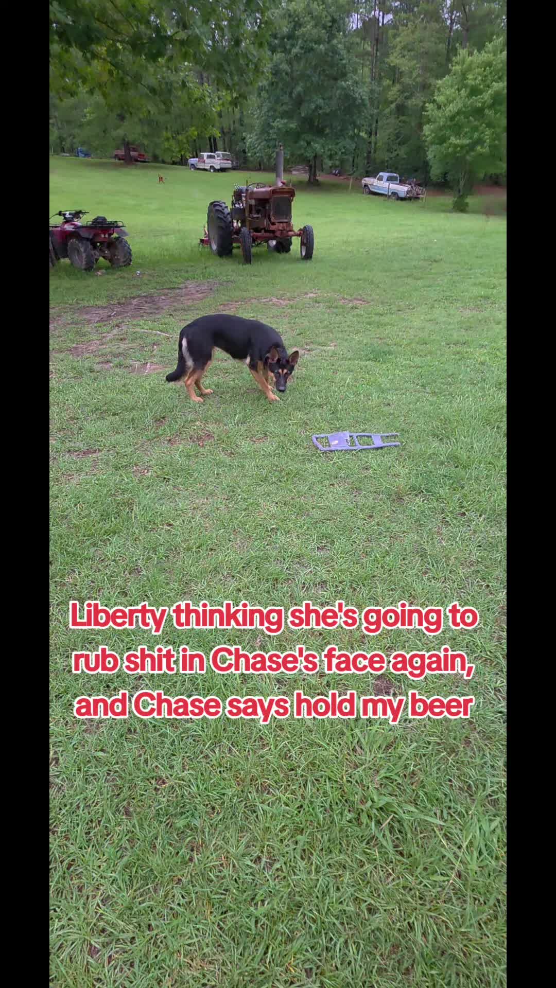 @Chase and Shelby and Liberty