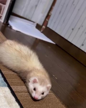 @Little star ferrets