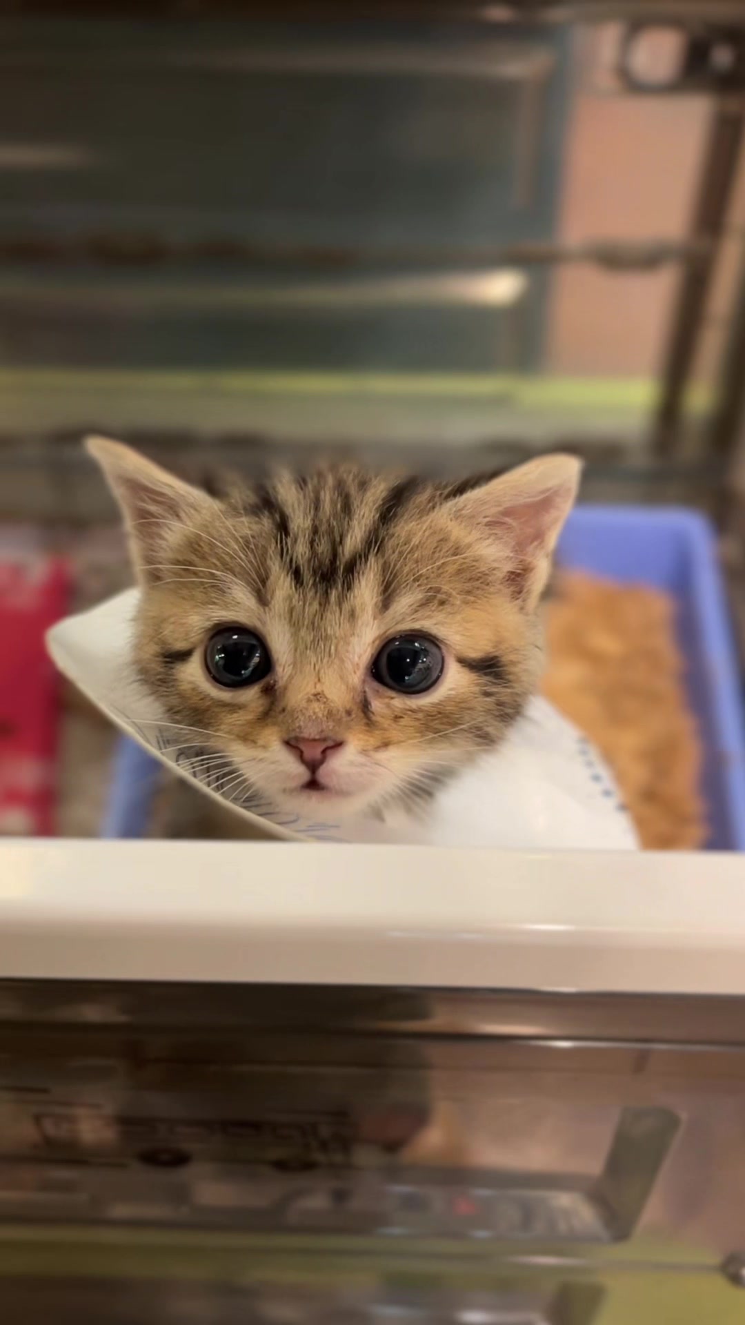 @Lynchburg Humane Society