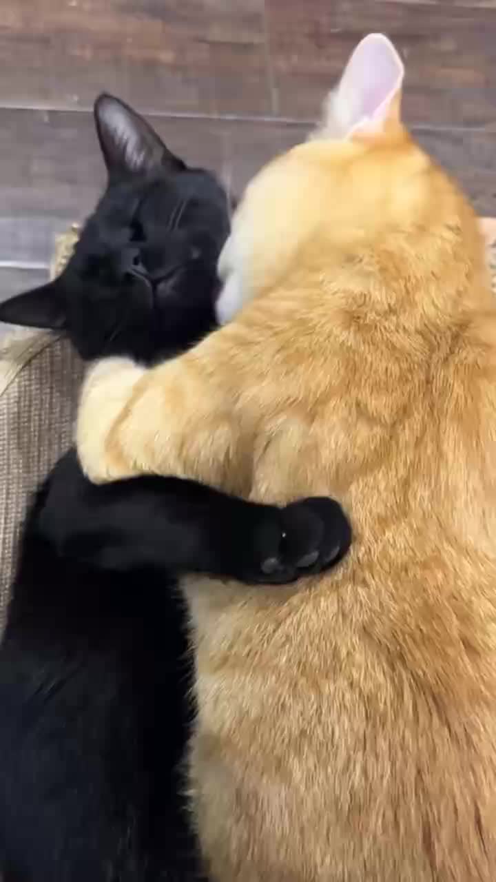 @Cat Love