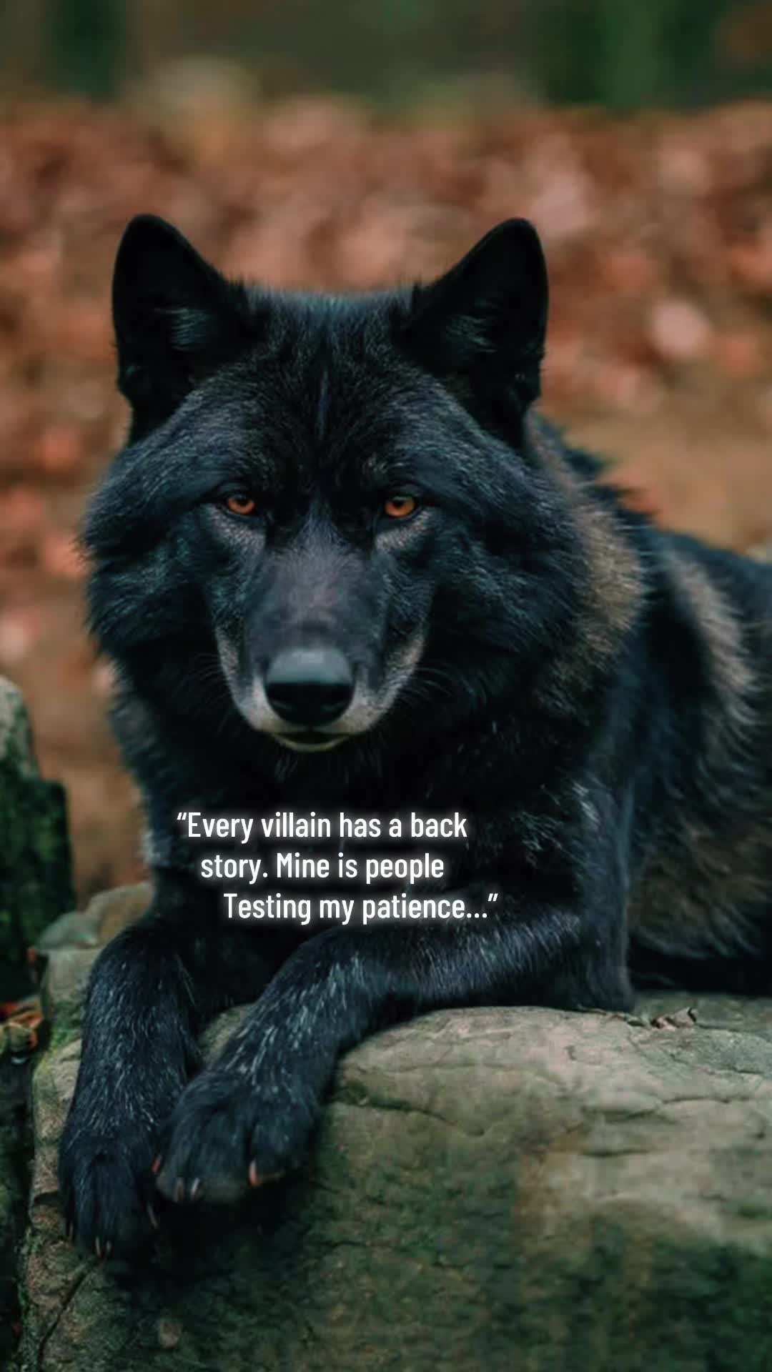 @🪬Conscious_LoneWolf🐺