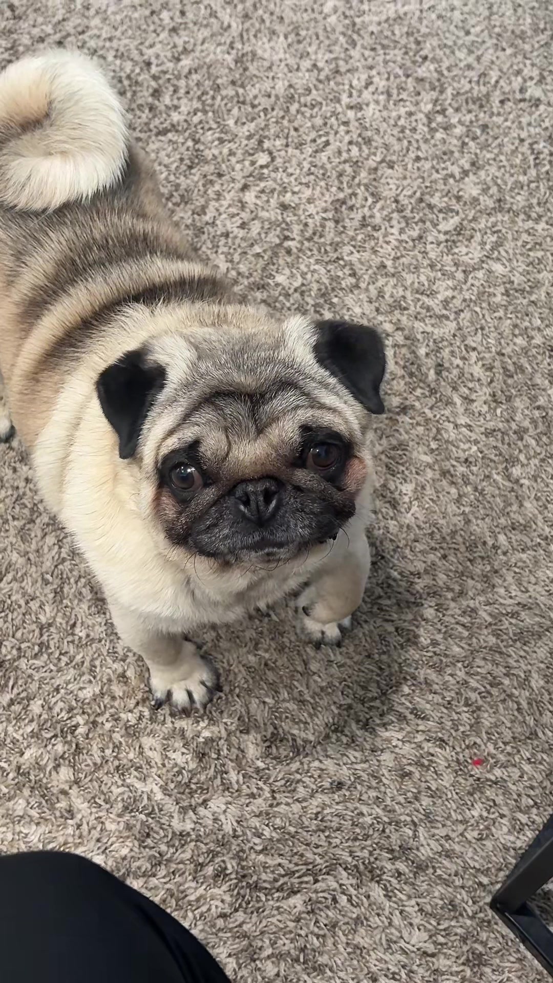 @Rocki the Pug 🐶
