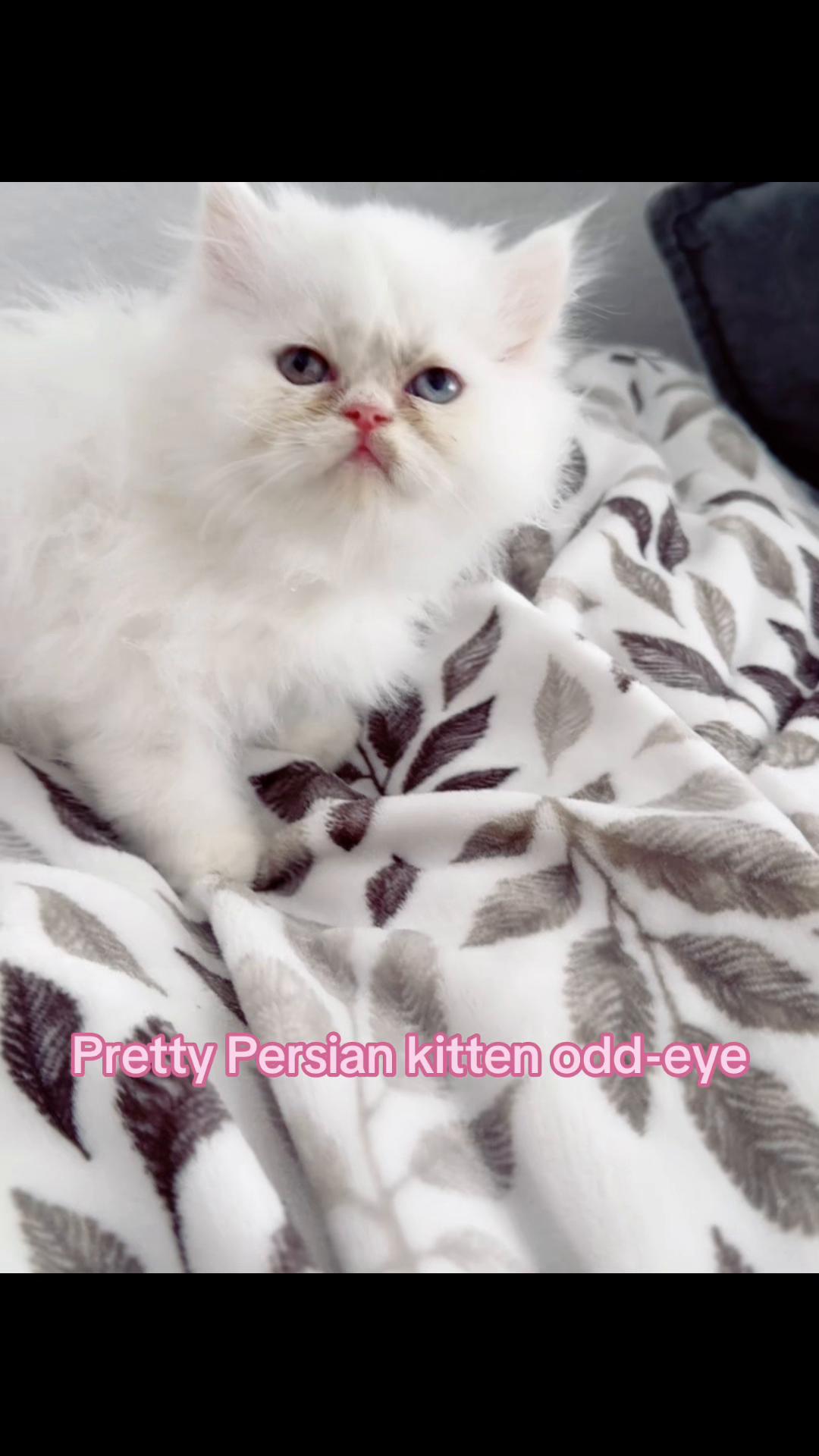 @PersianKitten