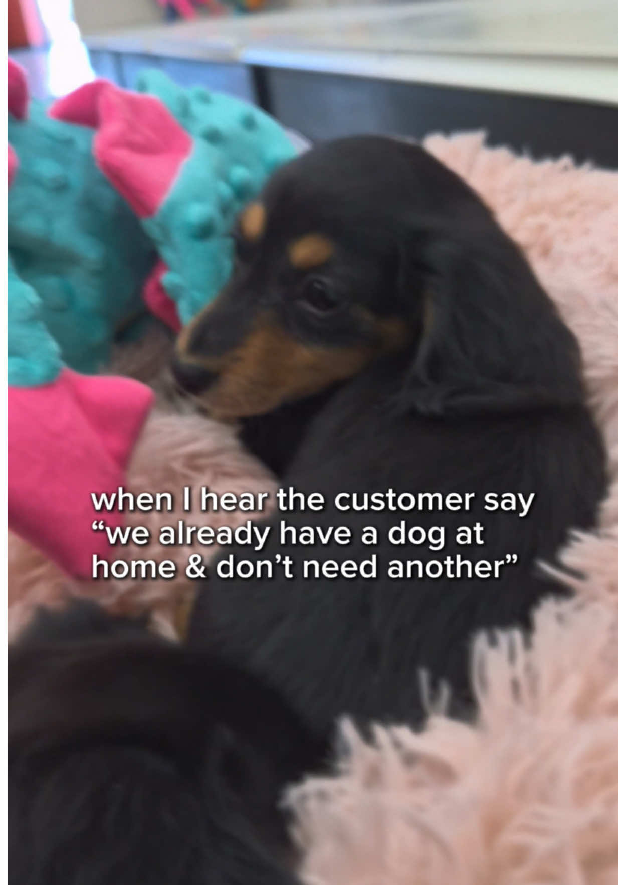 @Petland Oklahoma City