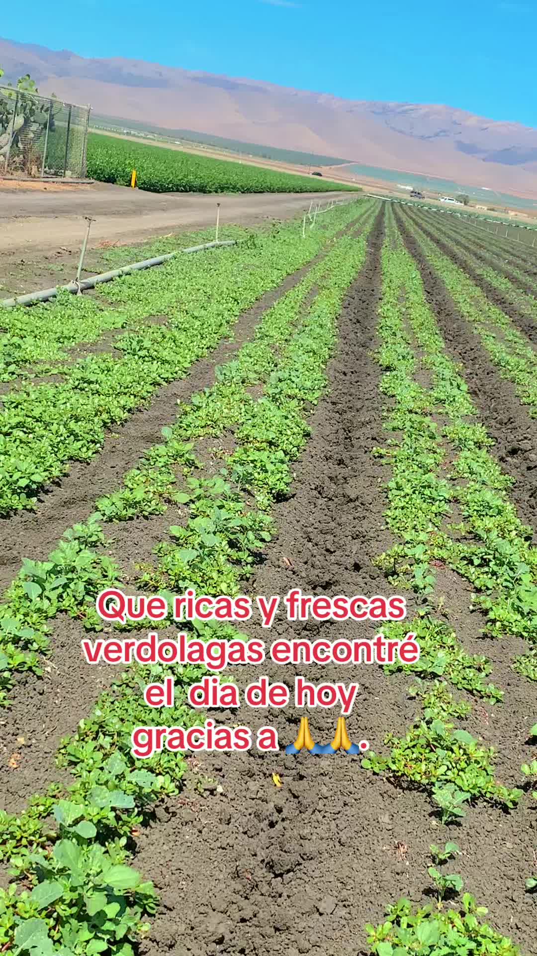 @🍓🍓Donita Catarina🍓🍓