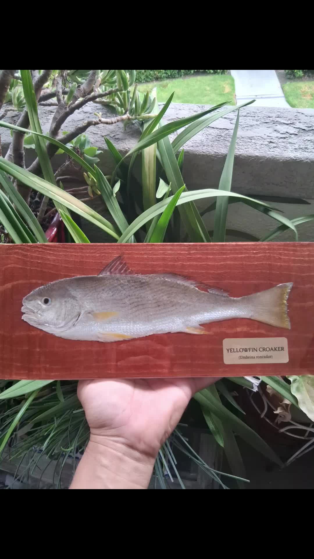 @Fish Skin Lures