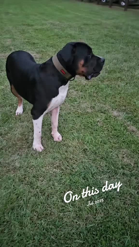 @Southern Shade Boerboels