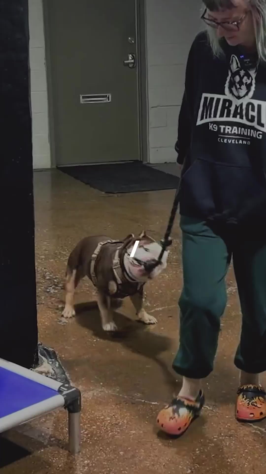 @Miracle K9 Training