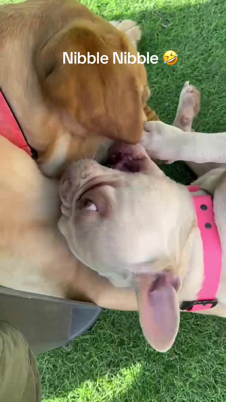 @Hound Housing Doggie Daycare