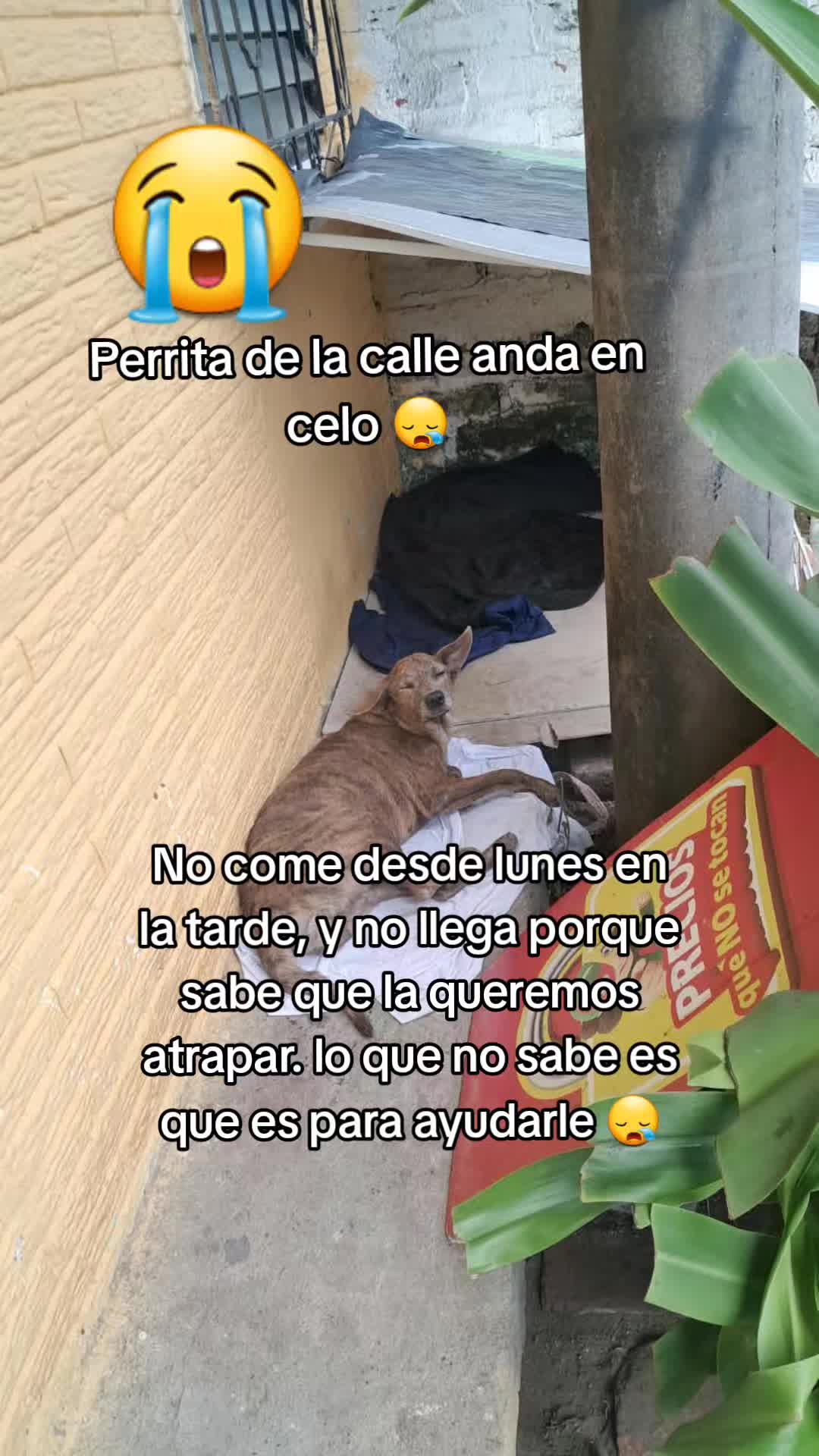@𝕃𝕚𝕤𝕤 ℝ𝕖yes🇸🇻