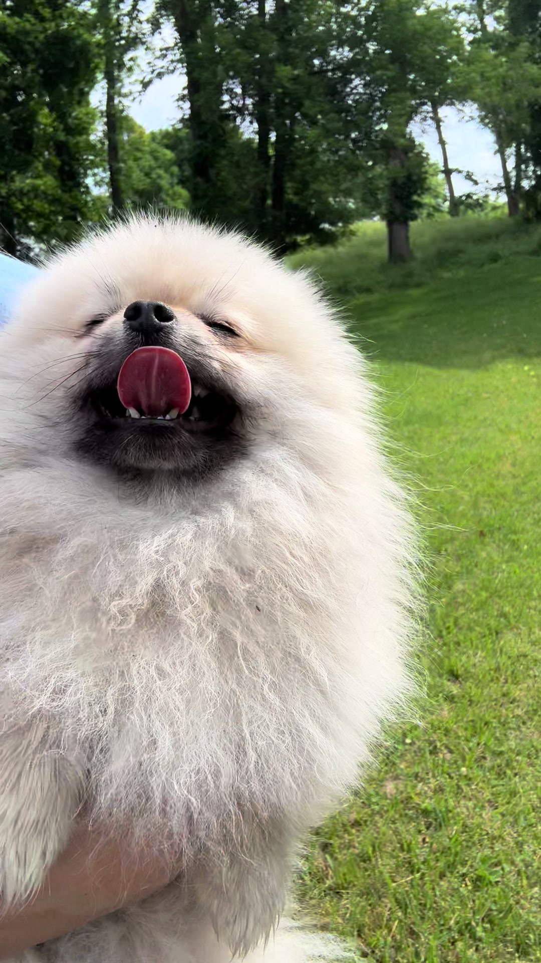 @Fingerlakes Pomeranians