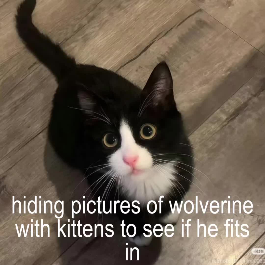 @wolverinepegger43*⊗