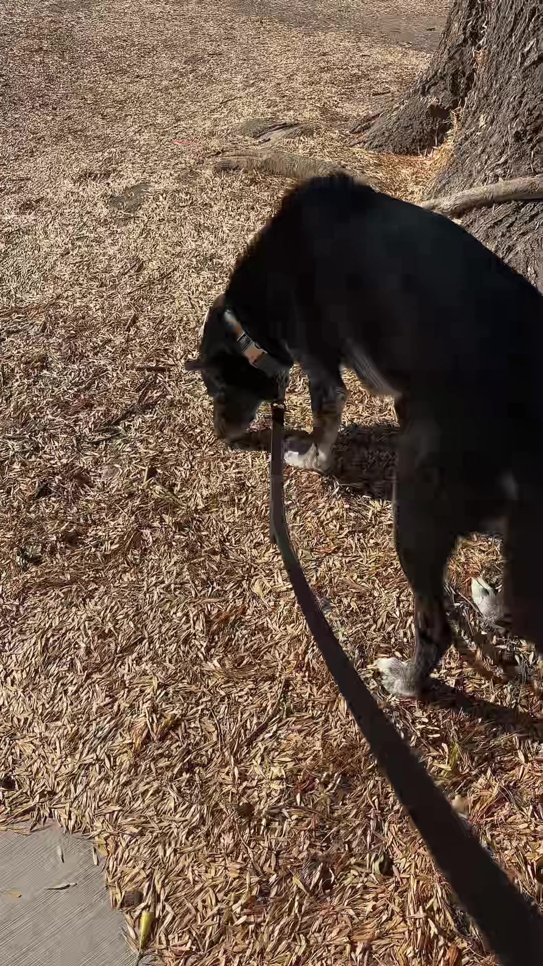 @preampetcare