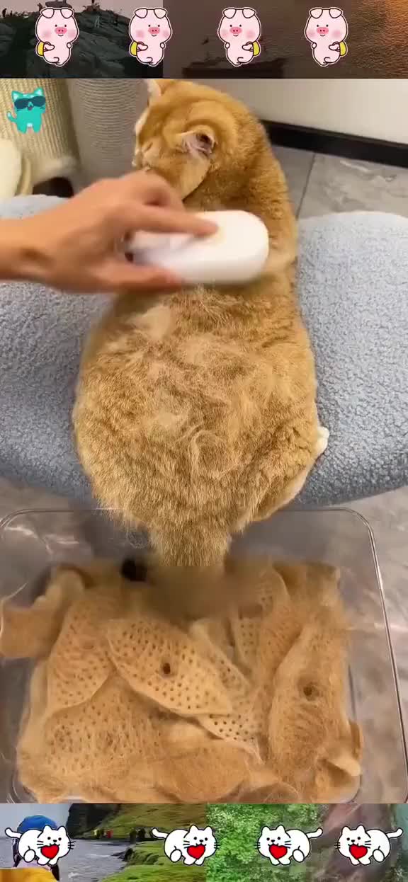 @opjil009