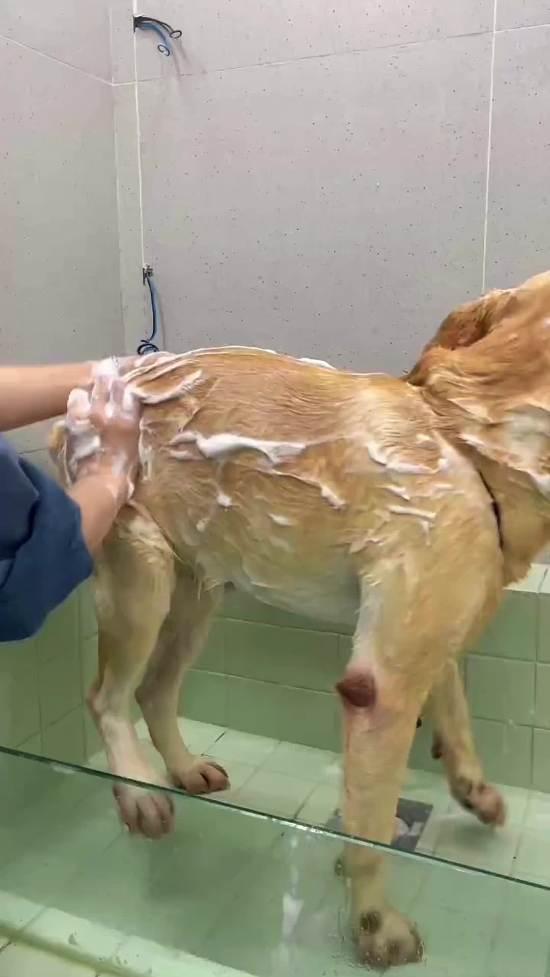 @charliethecharmingpup