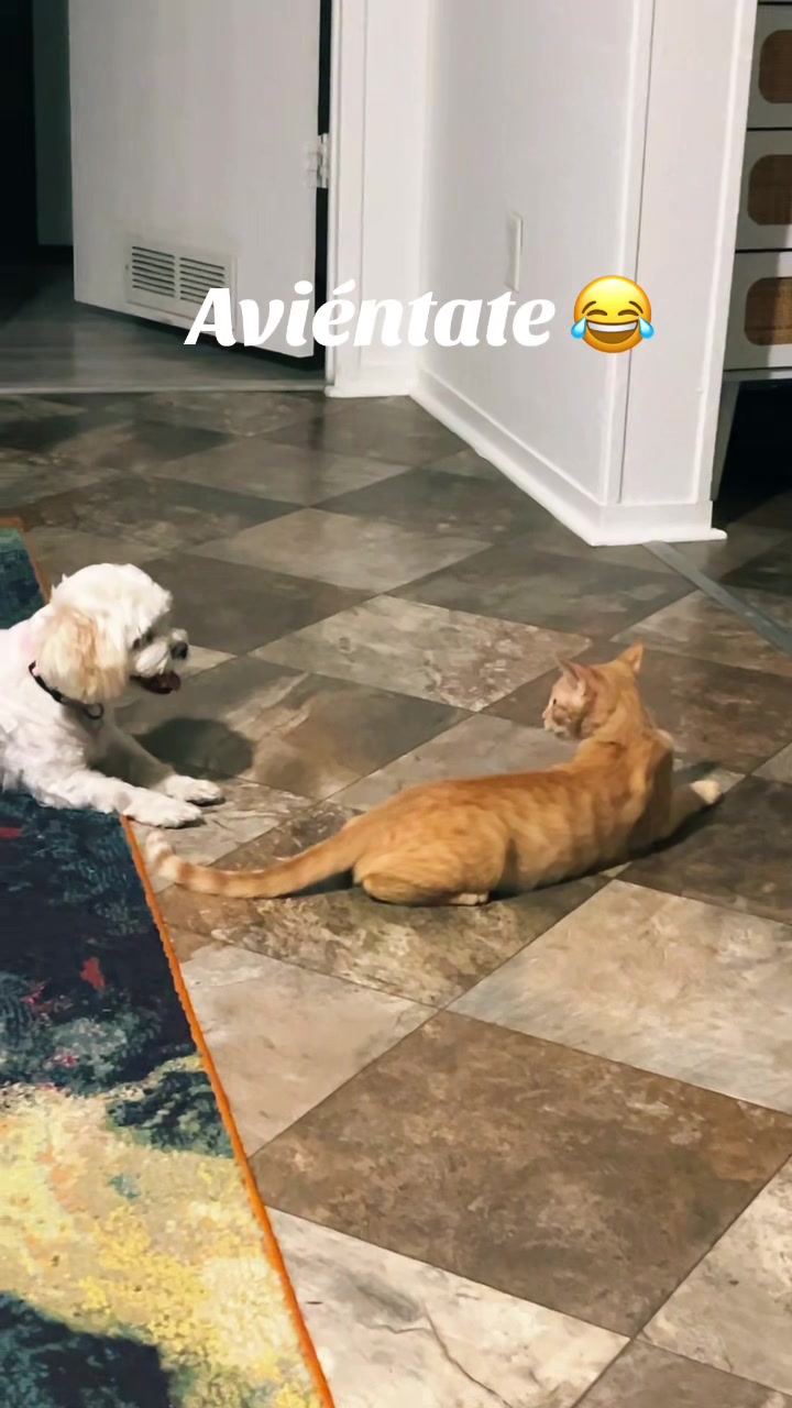 @AZUL🐶🥰
