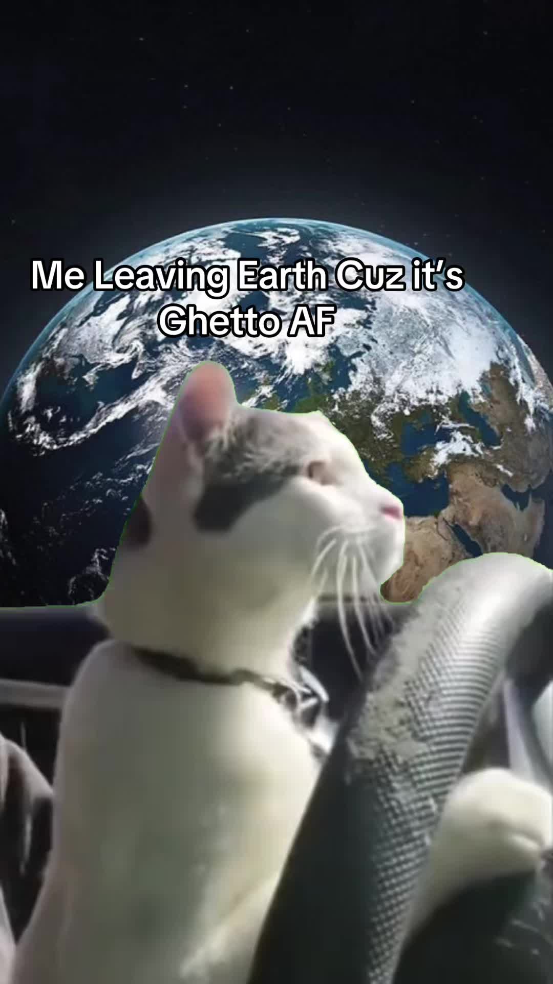 @Memestreamqueen