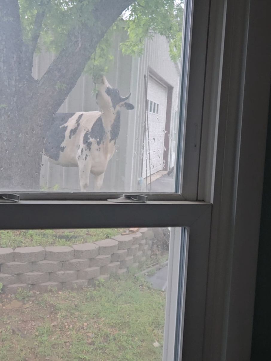 @Only Cows