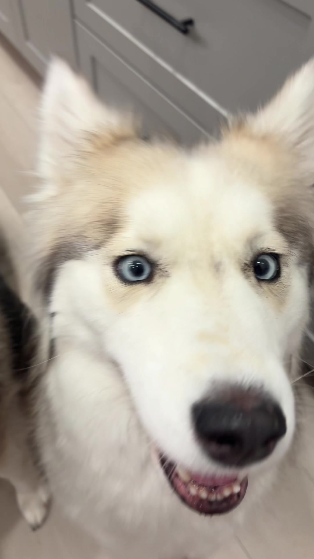 @lifewith2huskies