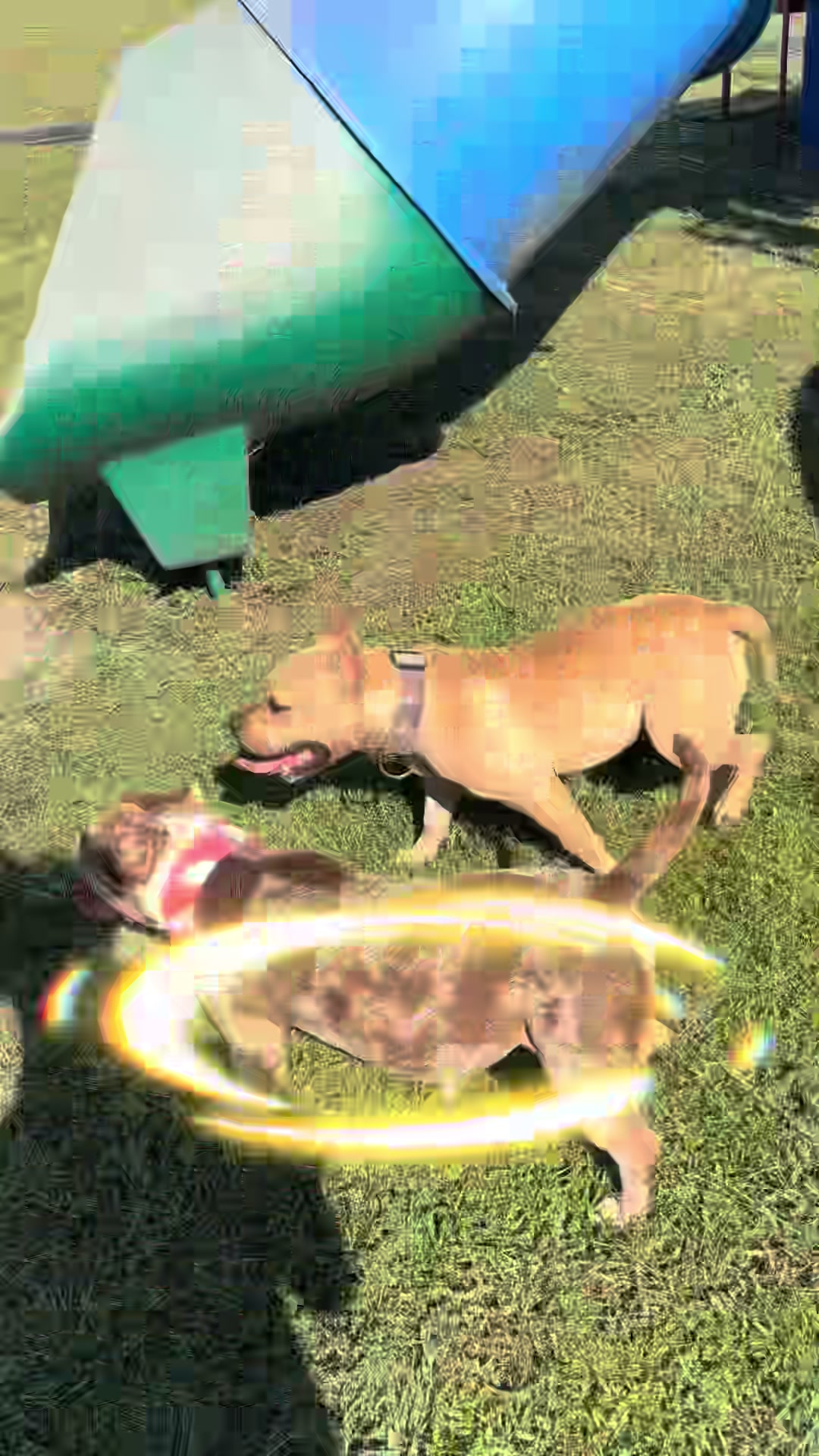 @DSGKENNELS