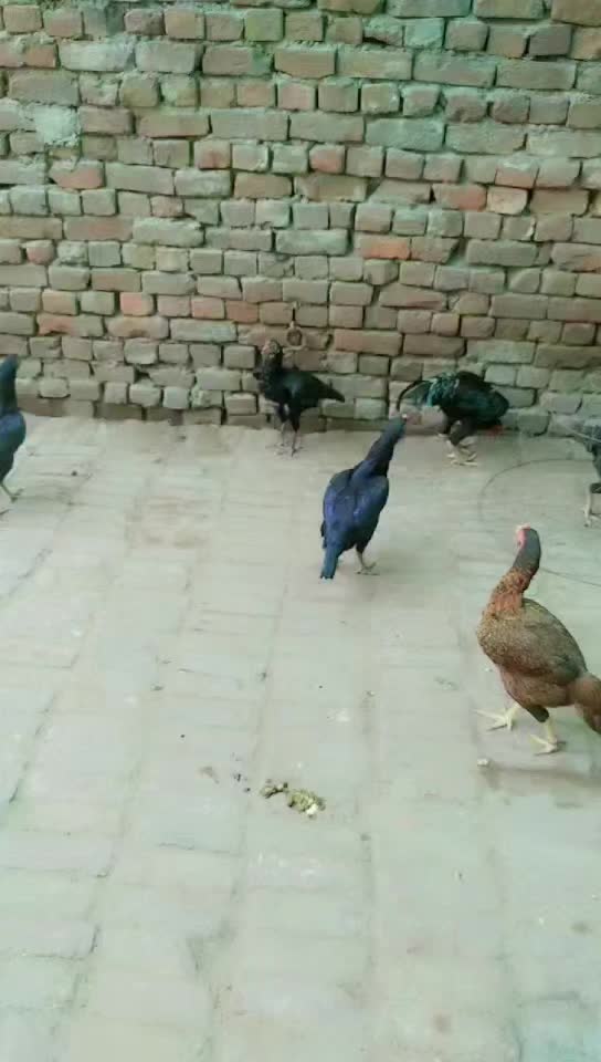 @shan Shah 222