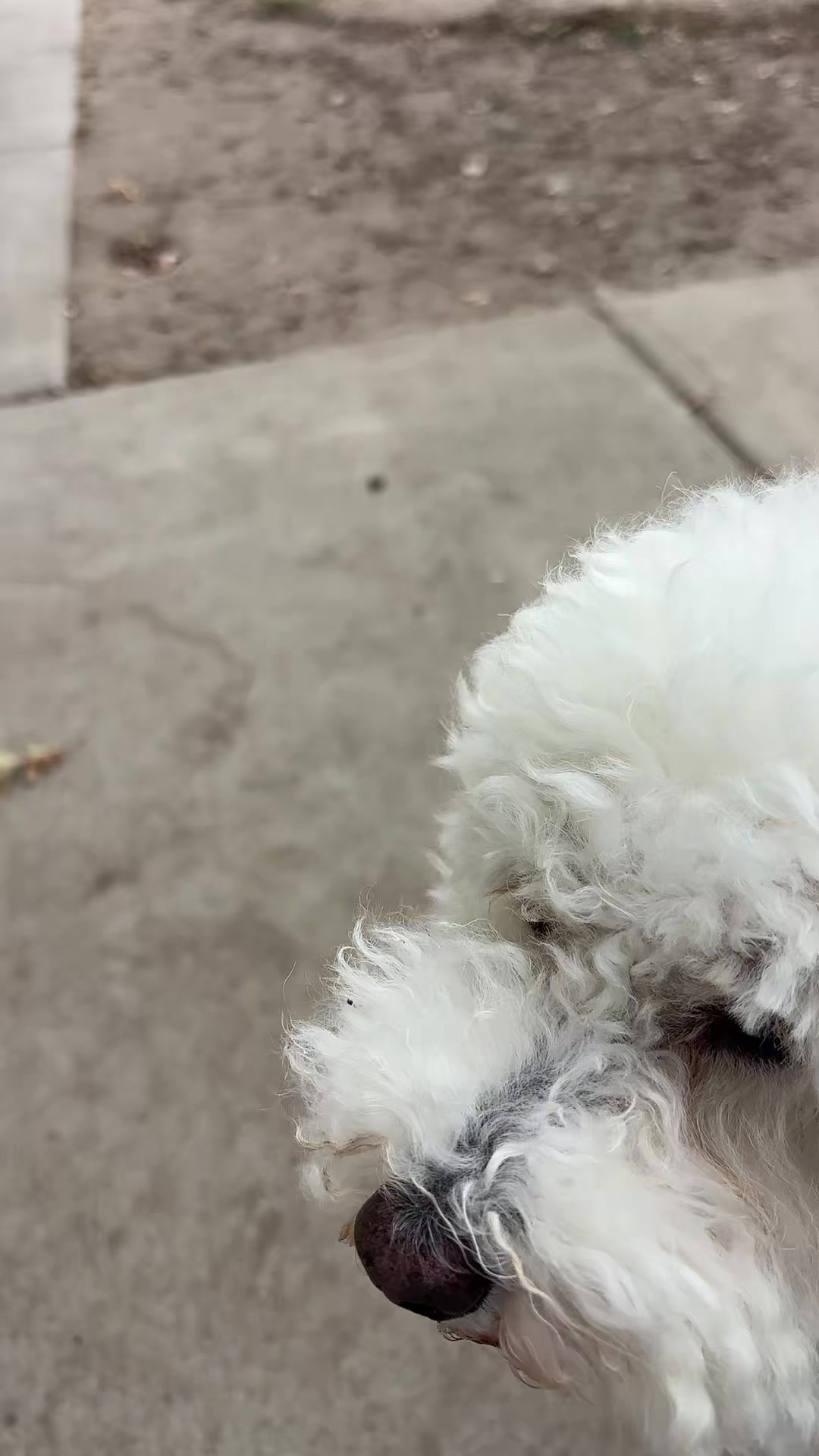 @preampetcare