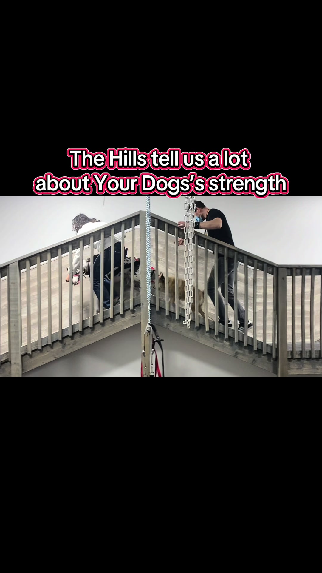 @ArfitDogRehabFitness