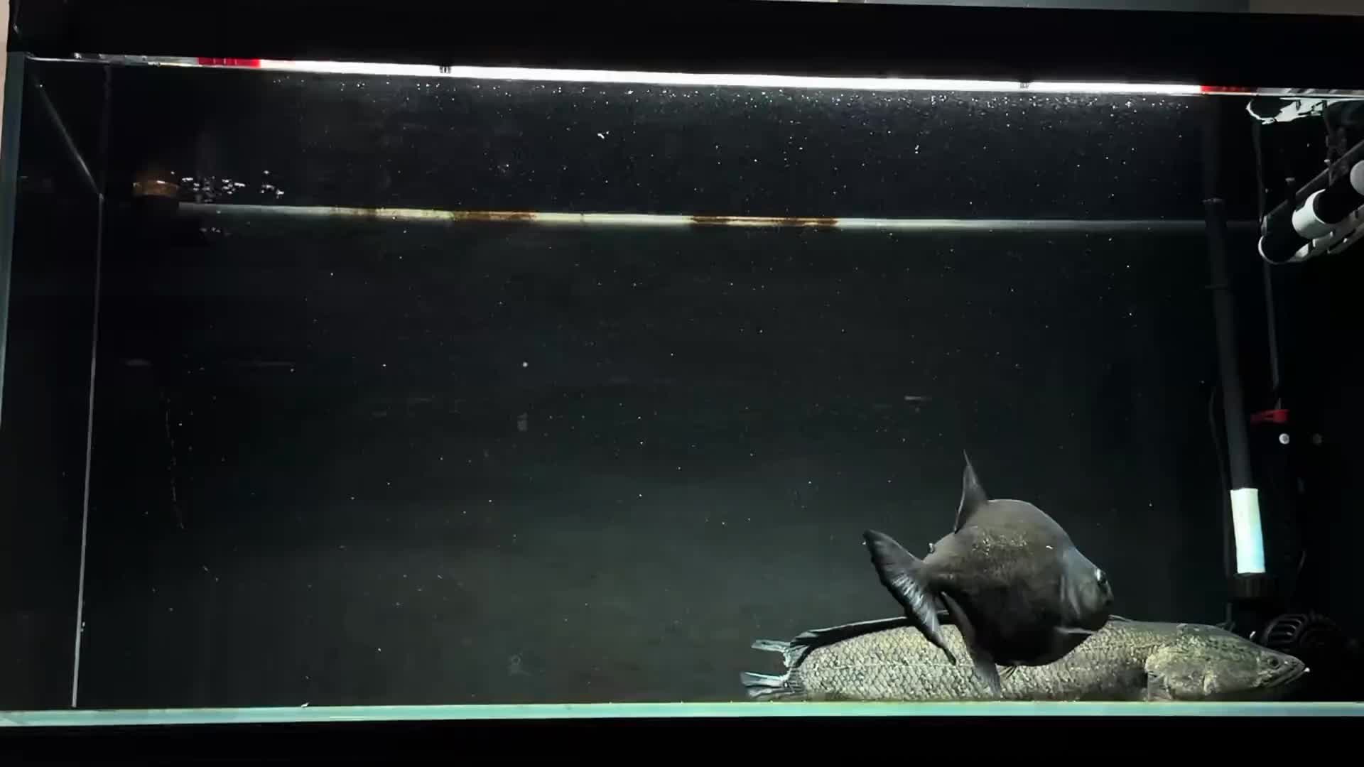 @aquaticbeastkeepe