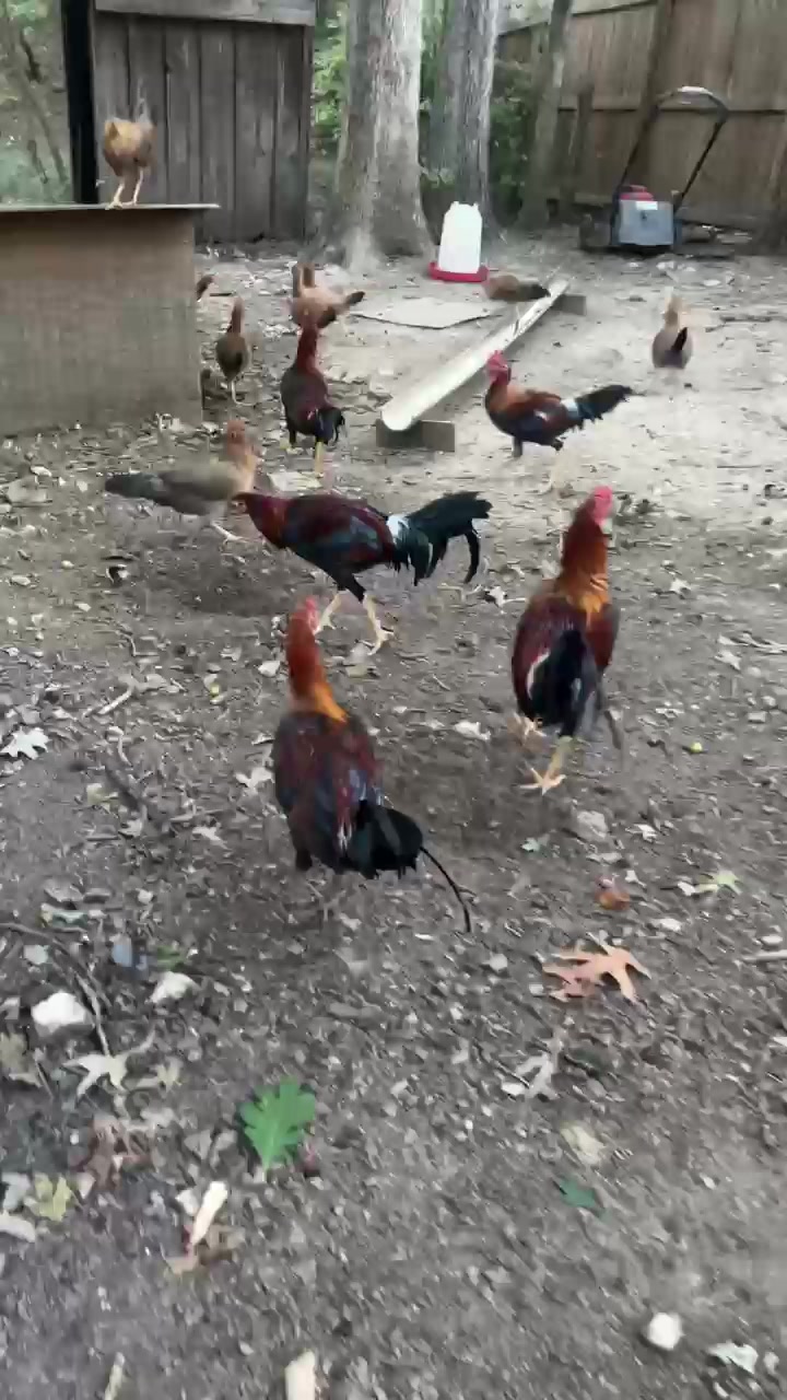 @Dragon game farm