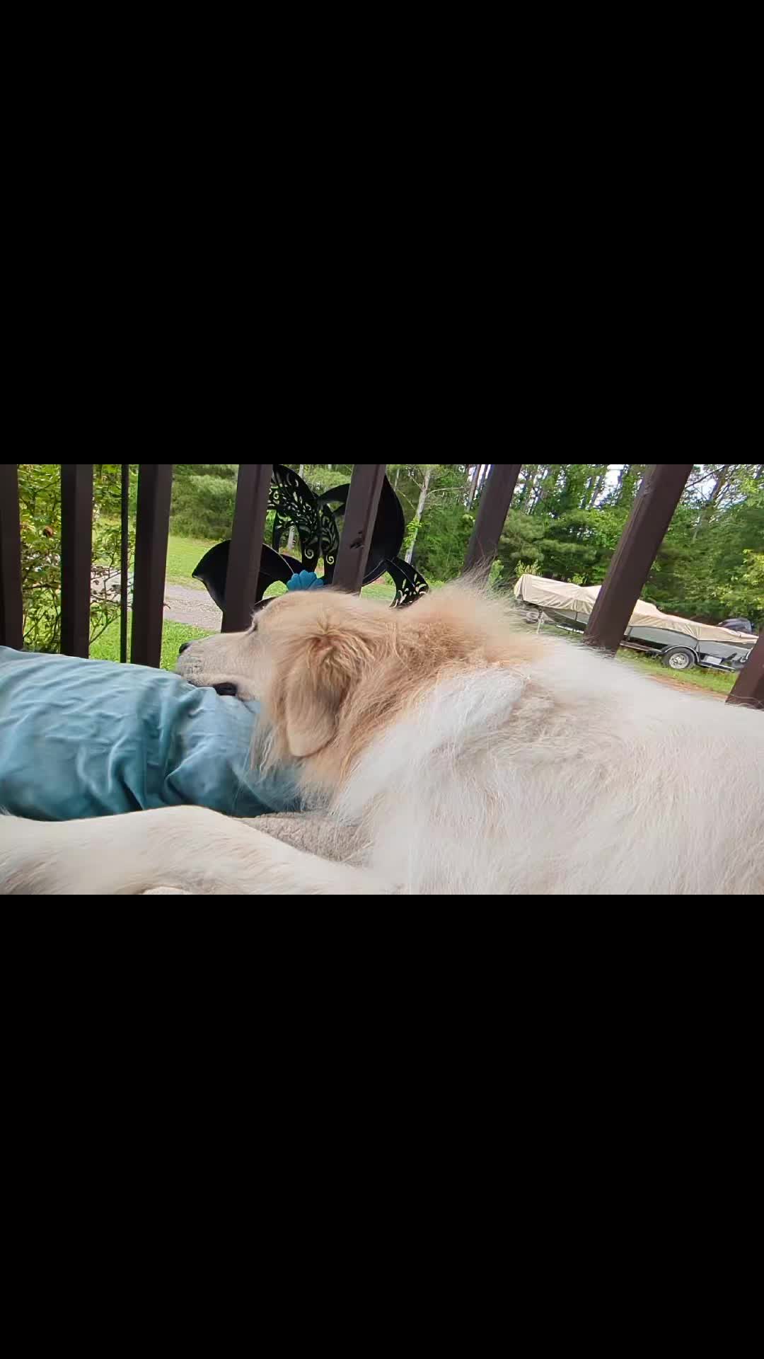 @TheBoopSnoots