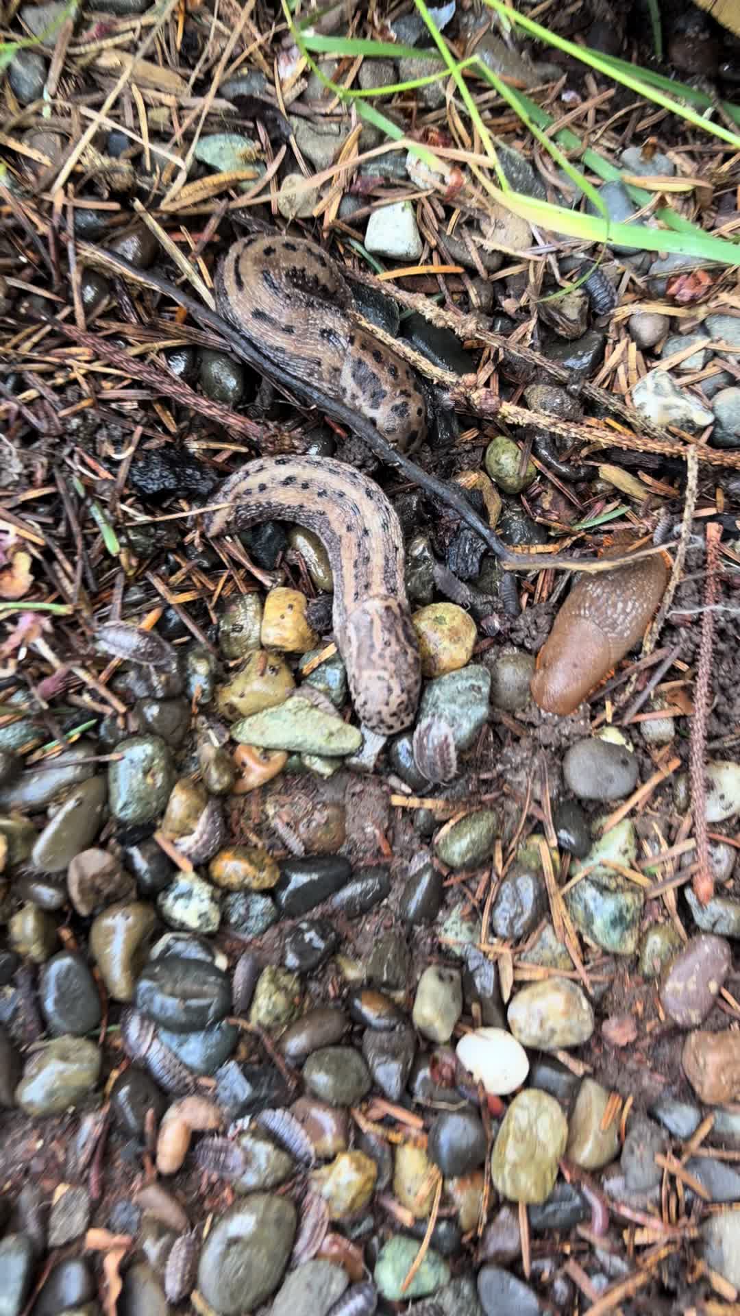 @oregonskyveek