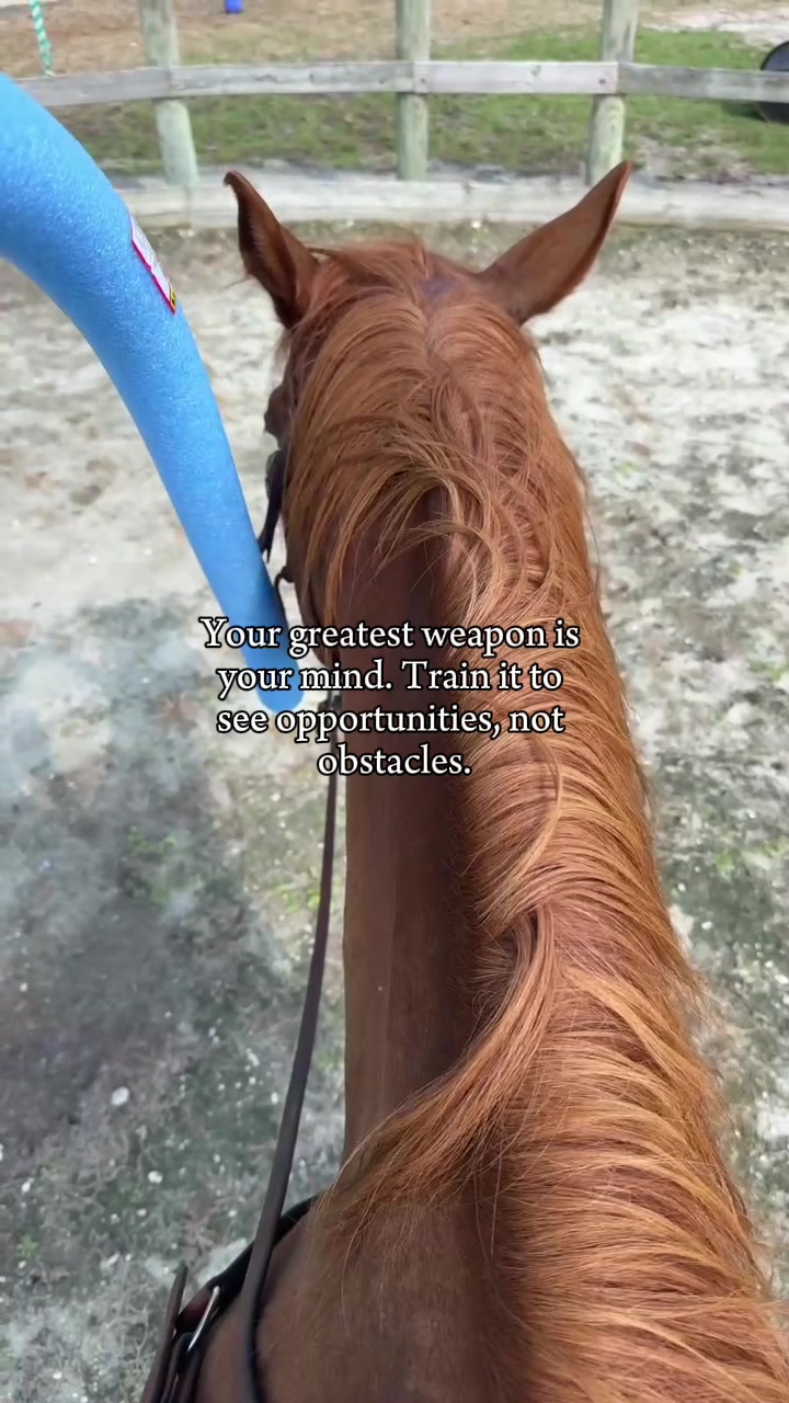 @Horselife