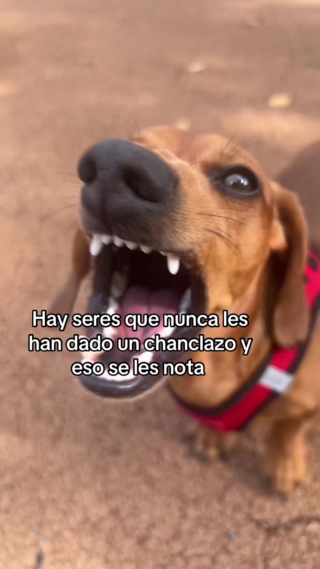 @Slinky Severus-Doo