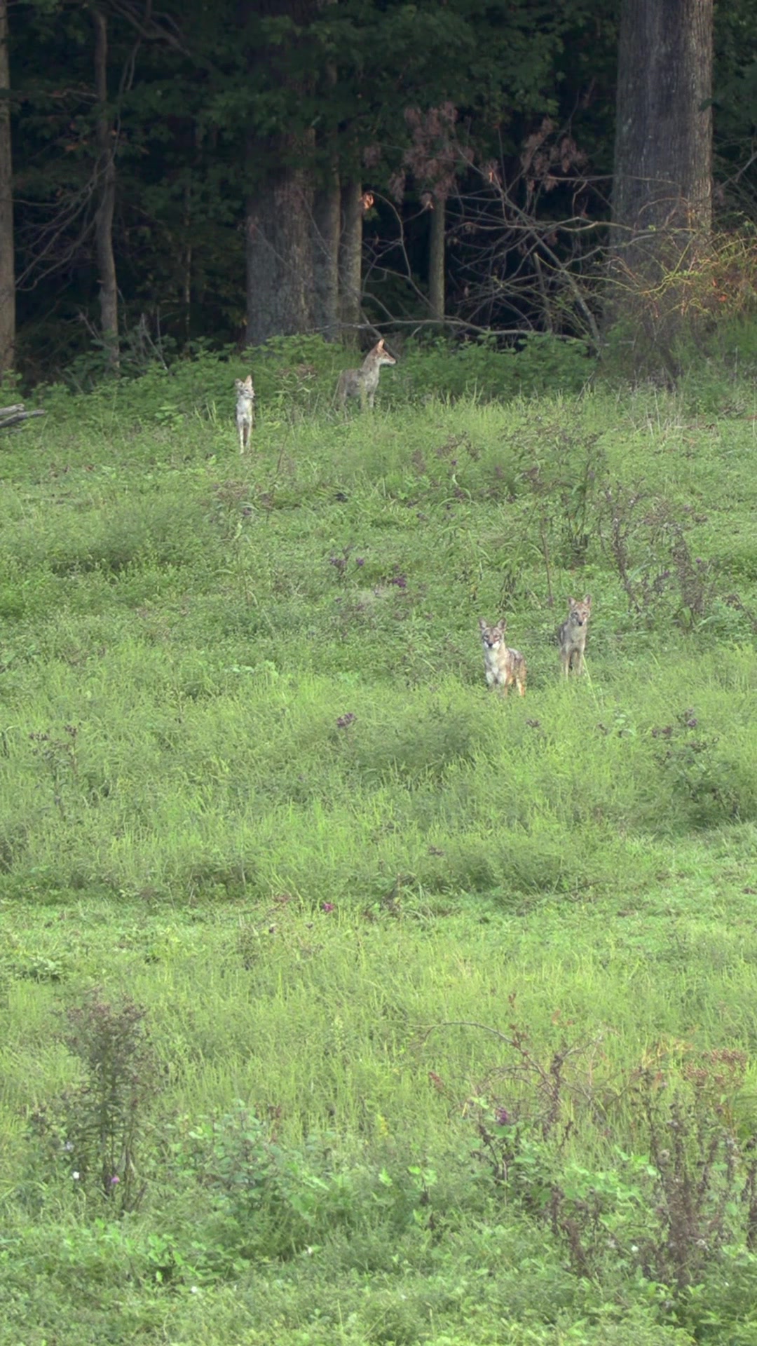@FOXPRO Game Calls