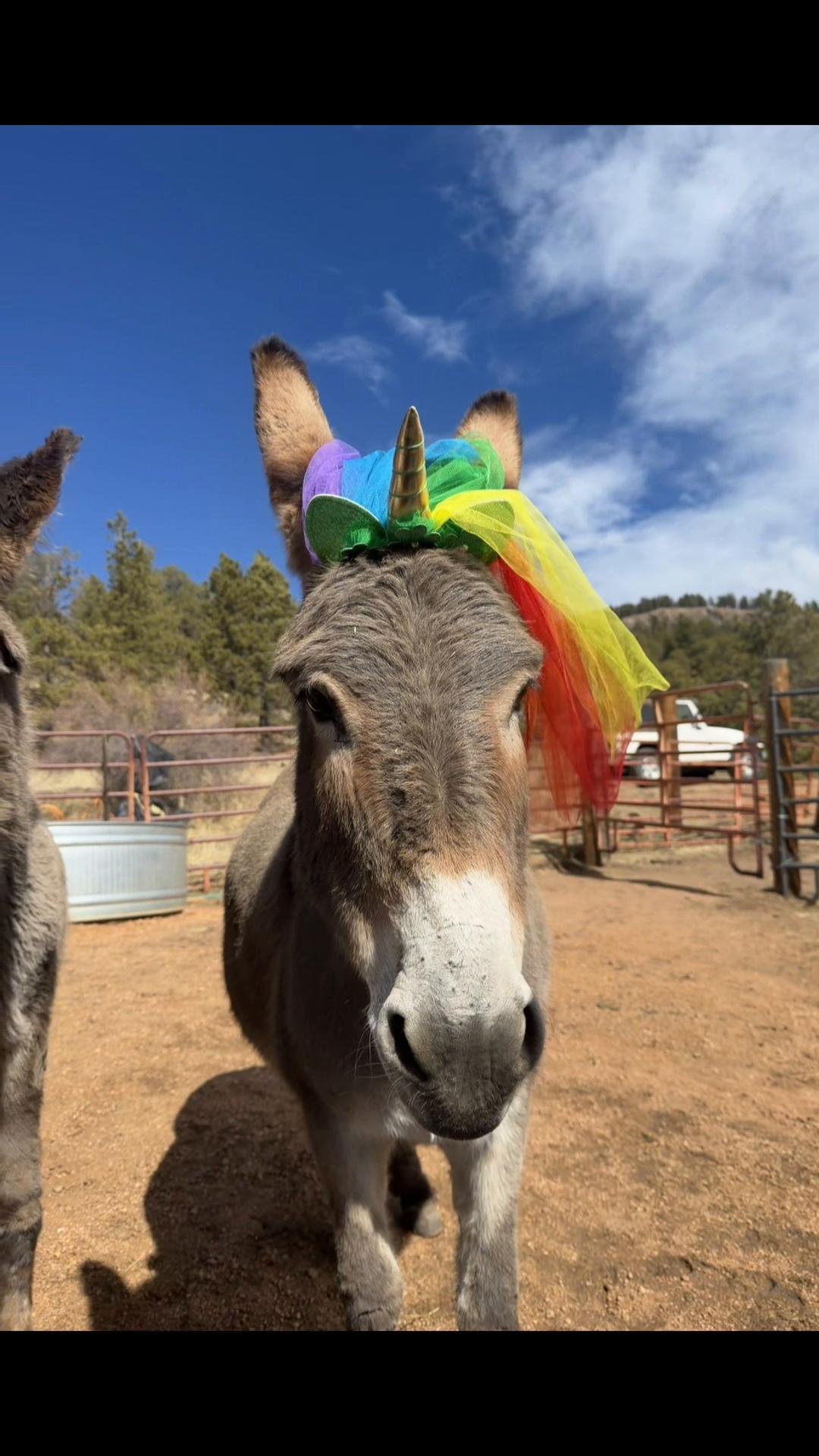 @CCDonkeysOfficial