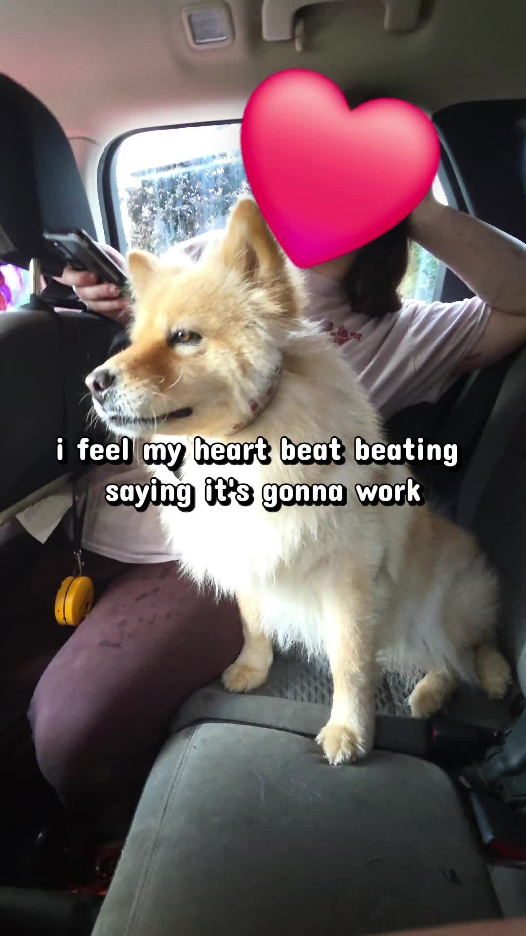@Nala the Service aussie